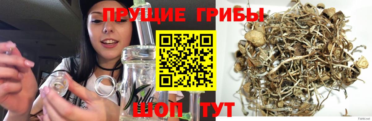Астрахань  Галлюциногенные грибы Cubensis  Вход с VPN  Галлюциногенные грибы мухоморы 